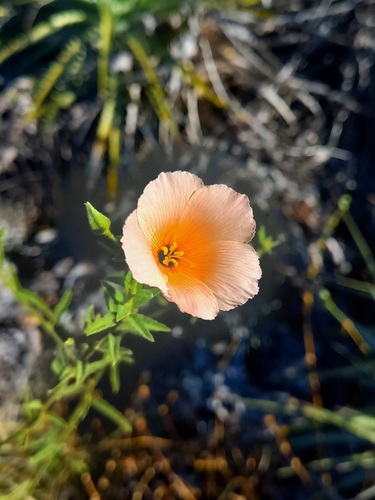 Piriqueta guianensis