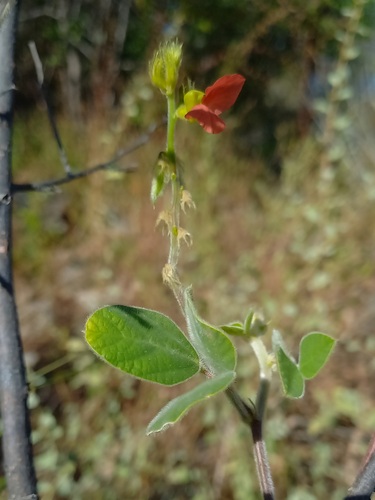 Macroptilium martii