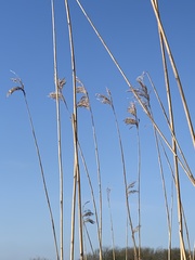 Phragmites australis