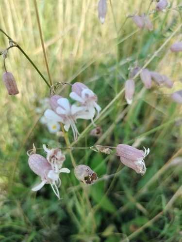 bladder campion