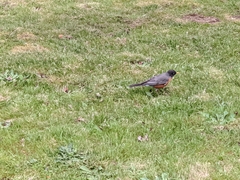Turdus migratorius