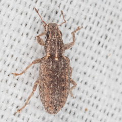 Sitona californius