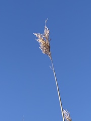 Phragmites australis