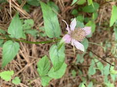 Monarda russeliana