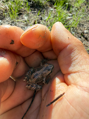 iNaturalist observation photo of Pacific chorus frog