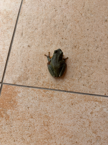 European Tree Frog