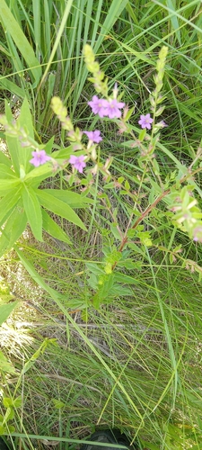 Winged Loosestrife