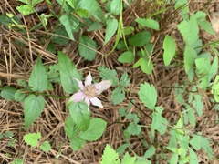 Monarda russeliana