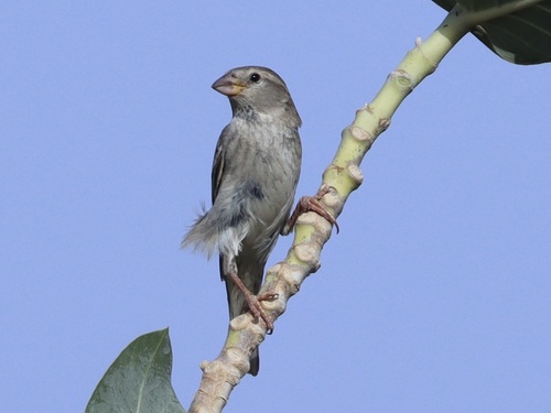 Moineau espagnol