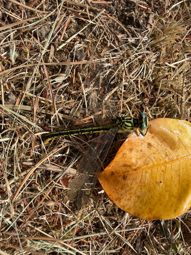 River Clubtail