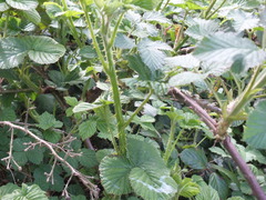Rubus fruticosus