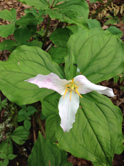 Trillium ovatum
