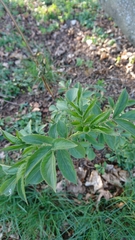Sambucus nigra