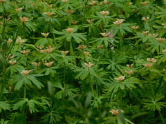 Eranthis