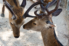 Cervus nippon
