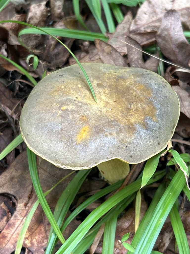 Ornate-stalked bolete · July 2026 · photo: Photo: (c) martin_livezey, some rights reserved (CC BY) · iNaturalist