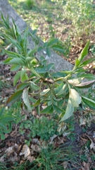 Sambucus nigra