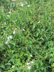 Jasminum nitidum