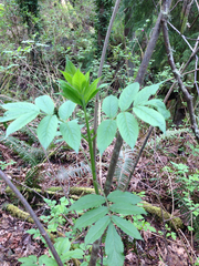 Sambucus racemosa