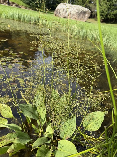 European Water-plantain
