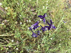 Delphinium patens