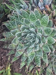 Aristaloe aristata