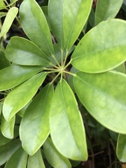 Schefflera