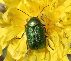 Cryptocephalus sericeus