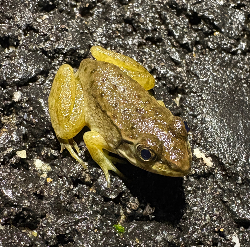 Green Frog