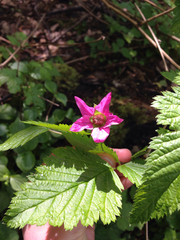 Rubus spectabilis