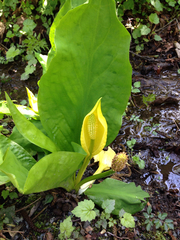 Lysichiton americanus