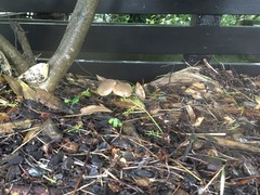 Xerocomellus cisalpinus