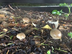 Xerocomellus cisalpinus