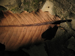 Couratari guianensis