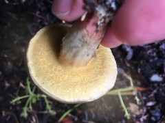 Xerocomellus cisalpinus