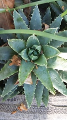 Aloe brevifolia