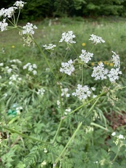 Anthriscus sylvestris