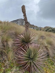 Puya clava-herculis