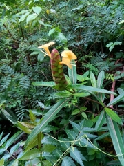 Barleria lupulina