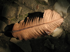 Couratari guianensis