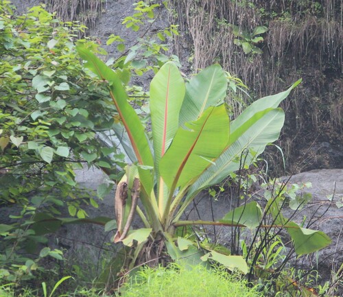 Ensete superbum, photograph 2