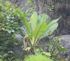 Ensete superbum, photograph (c) Ashwin Srinivasan, some rights reserved (CC BY)