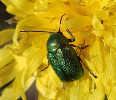Cryptocephalus sericeus