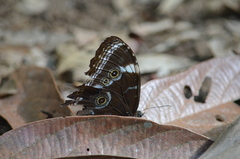 Morpho helenor achillaena