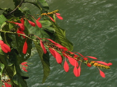 Warszewiczia coccinea