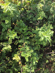 Osteomeles anthyllidifolia