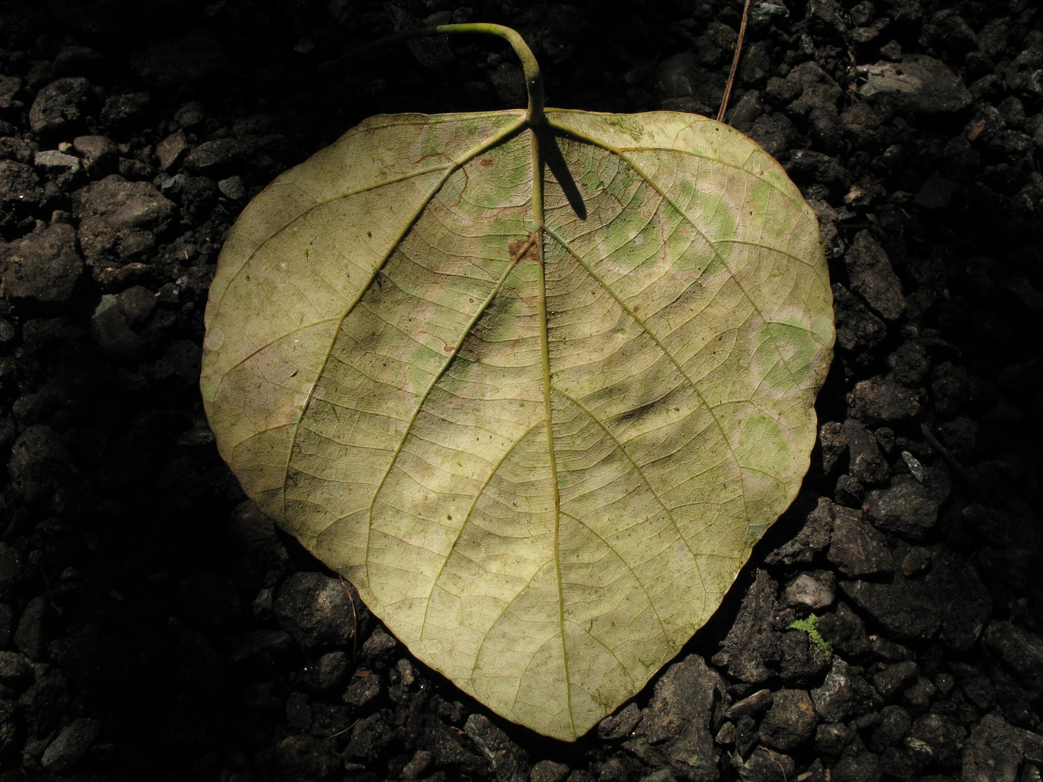 Chondrodendron tomentosum