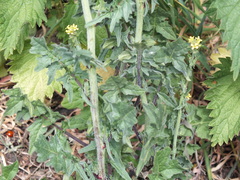 Sisymbrium officinale