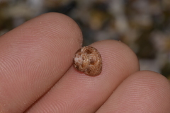 Cantharidella picturata