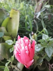 Billbergia pyramidalis